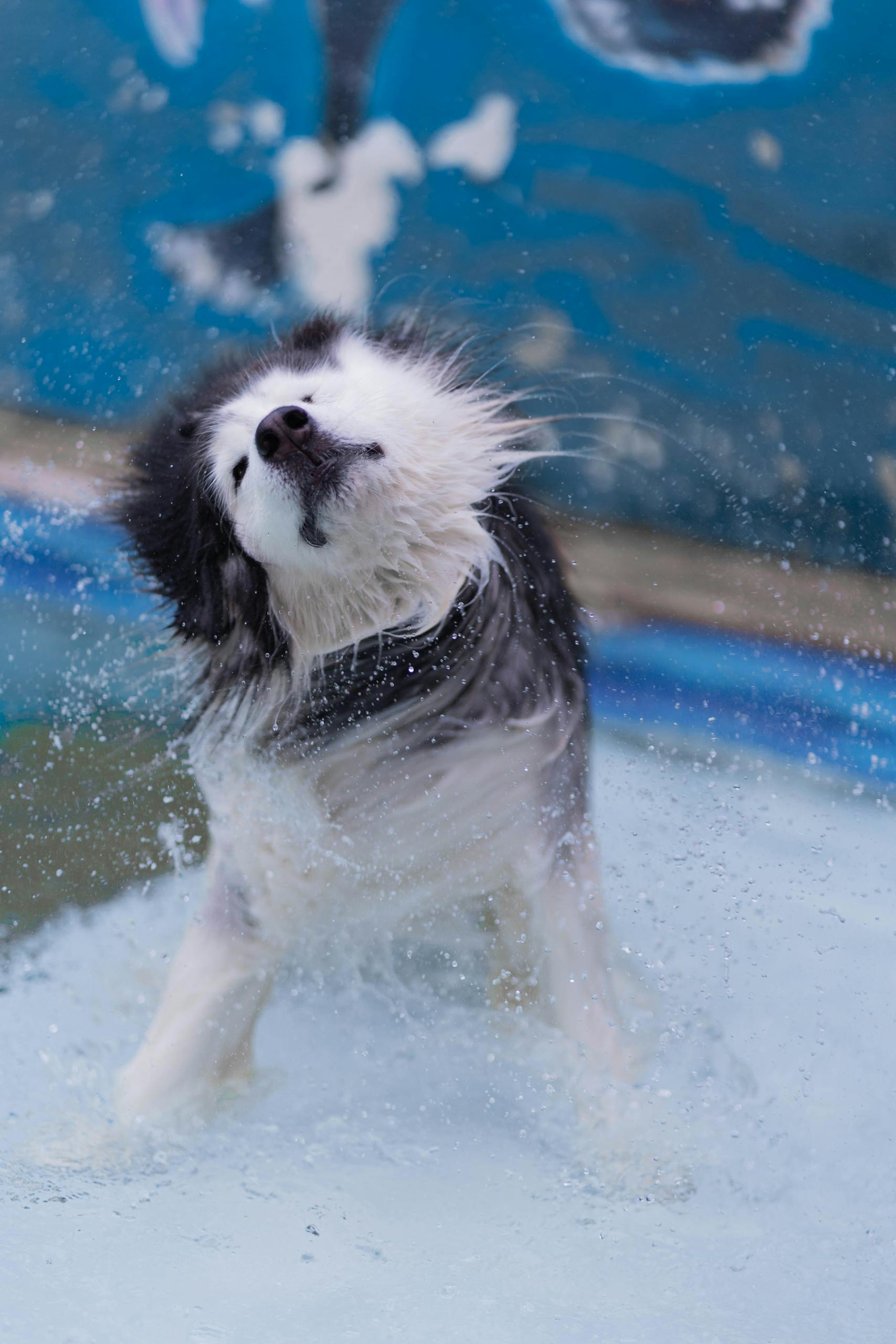Captivating shot of a dog shaking off water in a pool, capturing motion and joy.