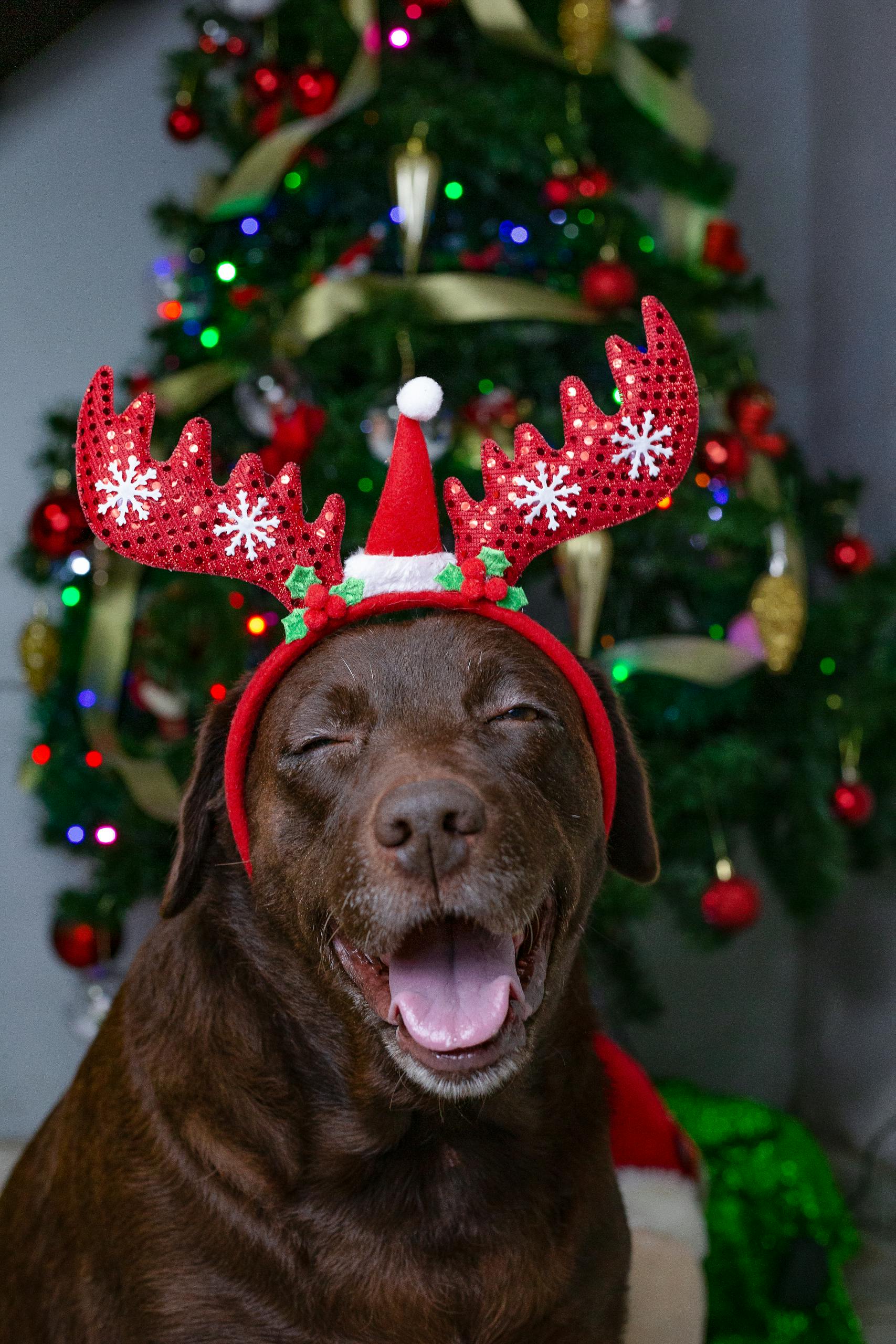 Adorable dog wearing red antler headband, perfect for holiday themes and canine lovers.
