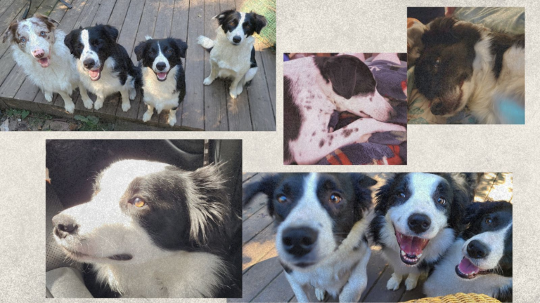 vintage style photos of 8 different border collies