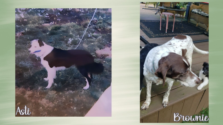 pictures of asti and brownie