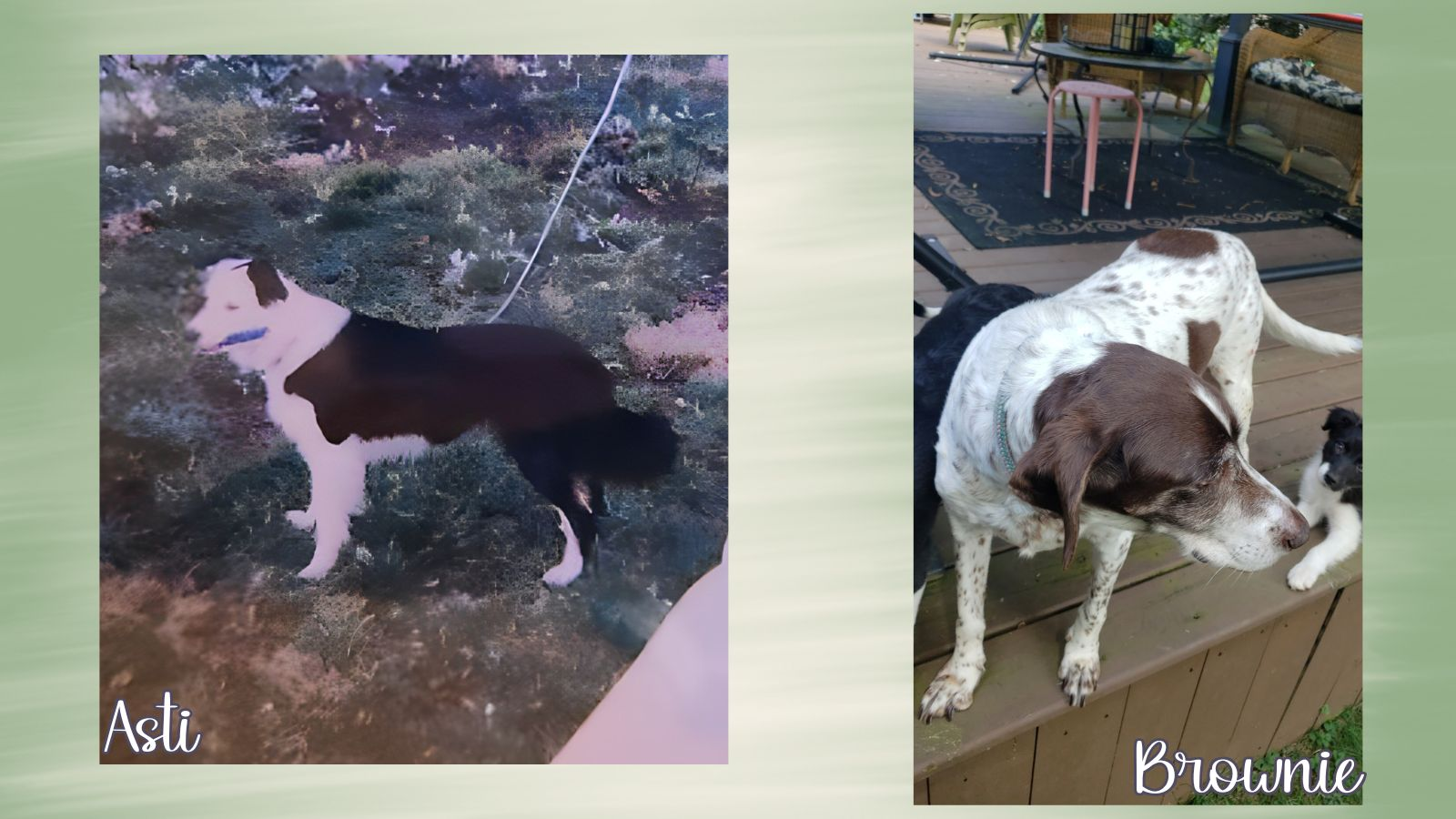 The Dogs That Came Before