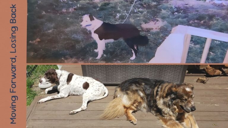 Moving Forward, Losing Back