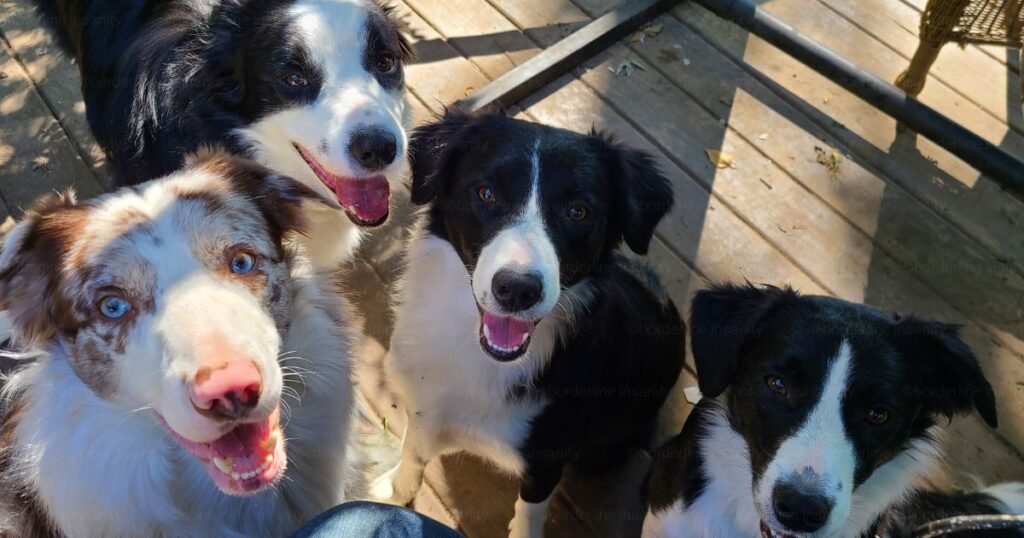smiling border collies