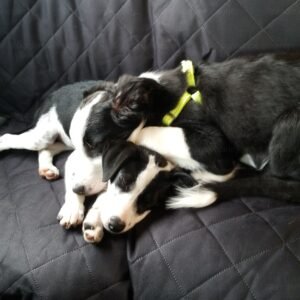border collie puppies curled up together