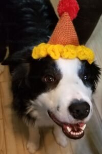 border collie wearing a party hat