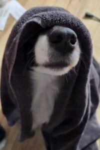 border collie in a towel