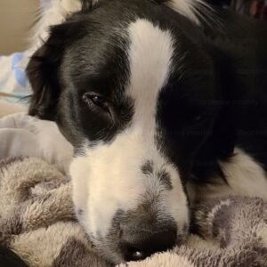 sleepy border collie