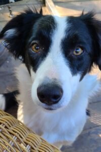 border collie on deck